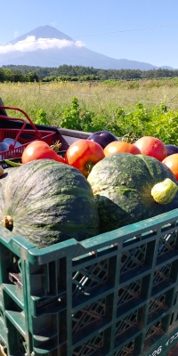 朝採れ野菜