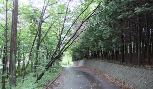 道路上に樹木が倒れかけてきている様子の写真