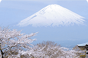 富士山と桜の画像