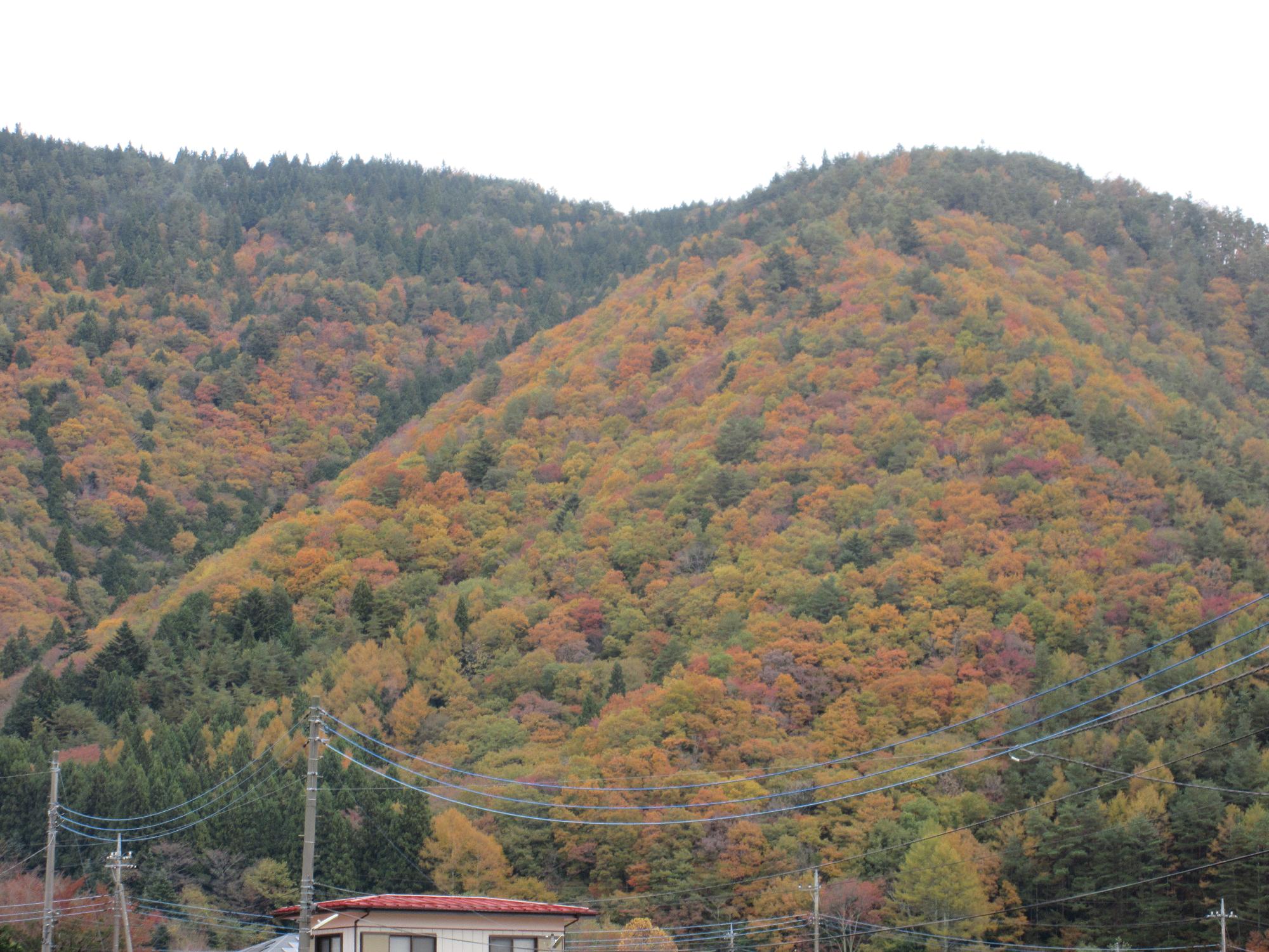 令和6年11月15日 足和田山1