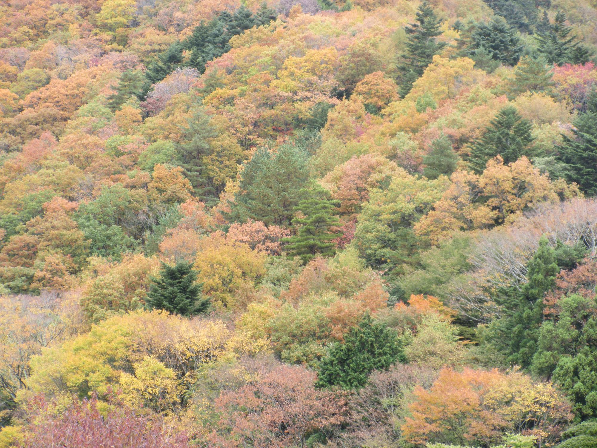令和6年11月15日 足和田山2