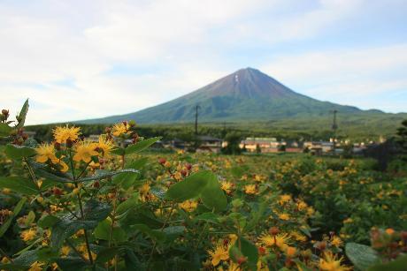 富士山と花