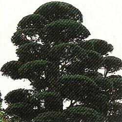 常用針葉樹のいちいの木の写真