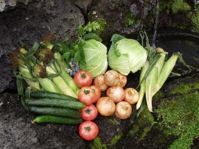 きゅうり、トマト、たまねぎ、キャベツなどの高原野菜の写真