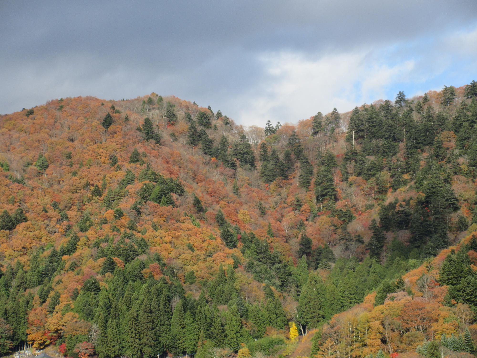 11月18日紅葉台2
