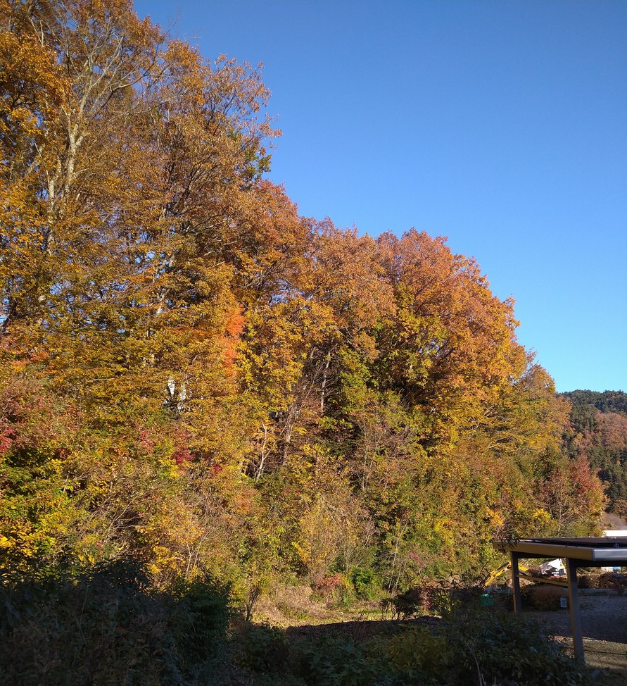 令和6年11月19日 総合センター付近