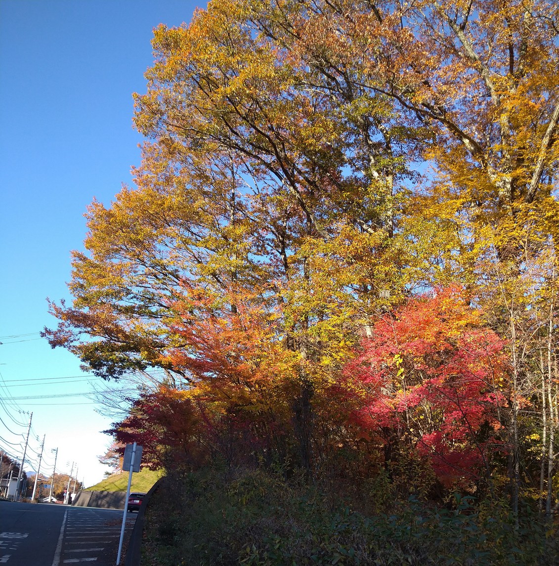 令和6年11月19日 総合センター付近 2