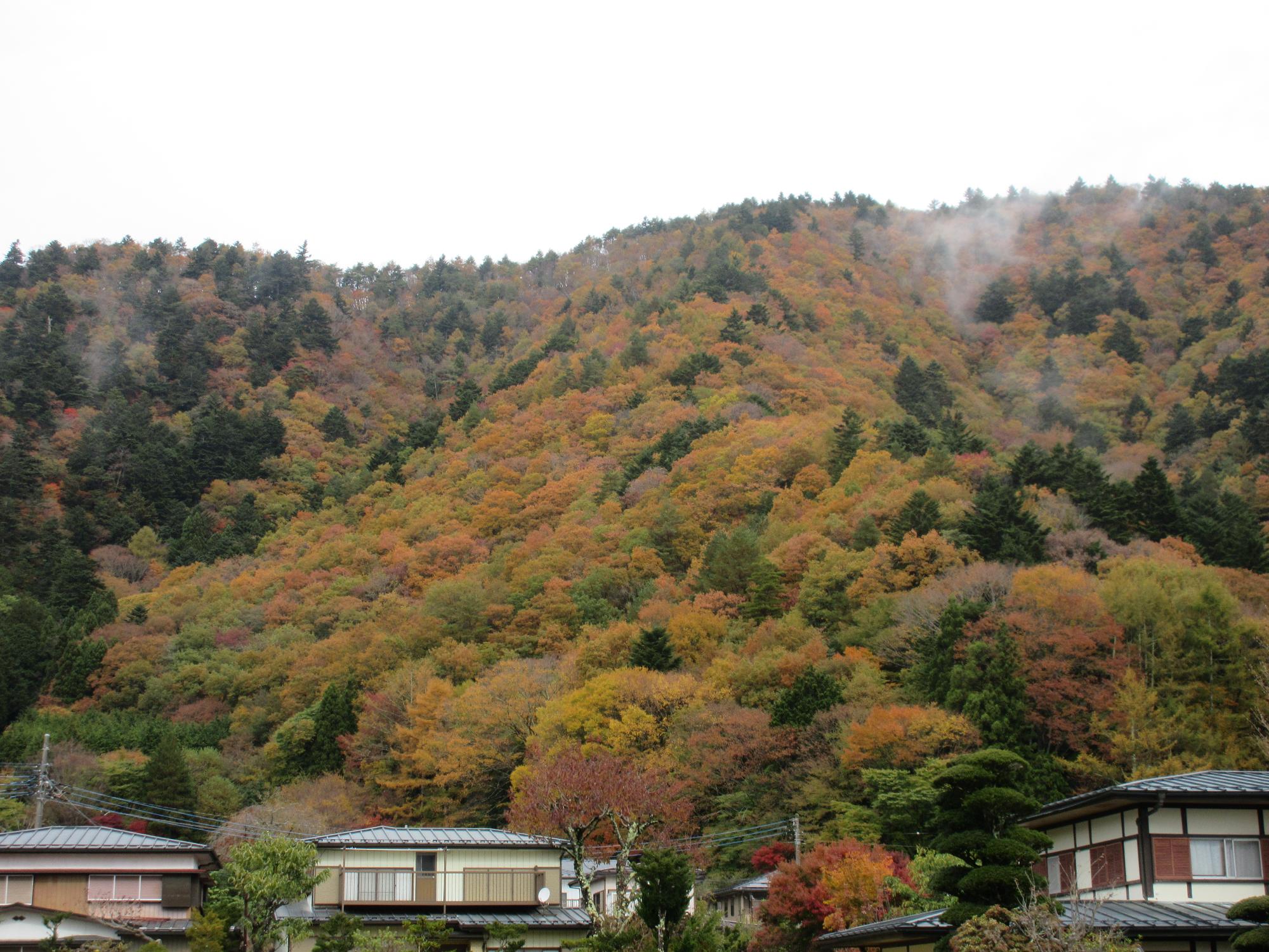 令和6年11月15日 足和田山4