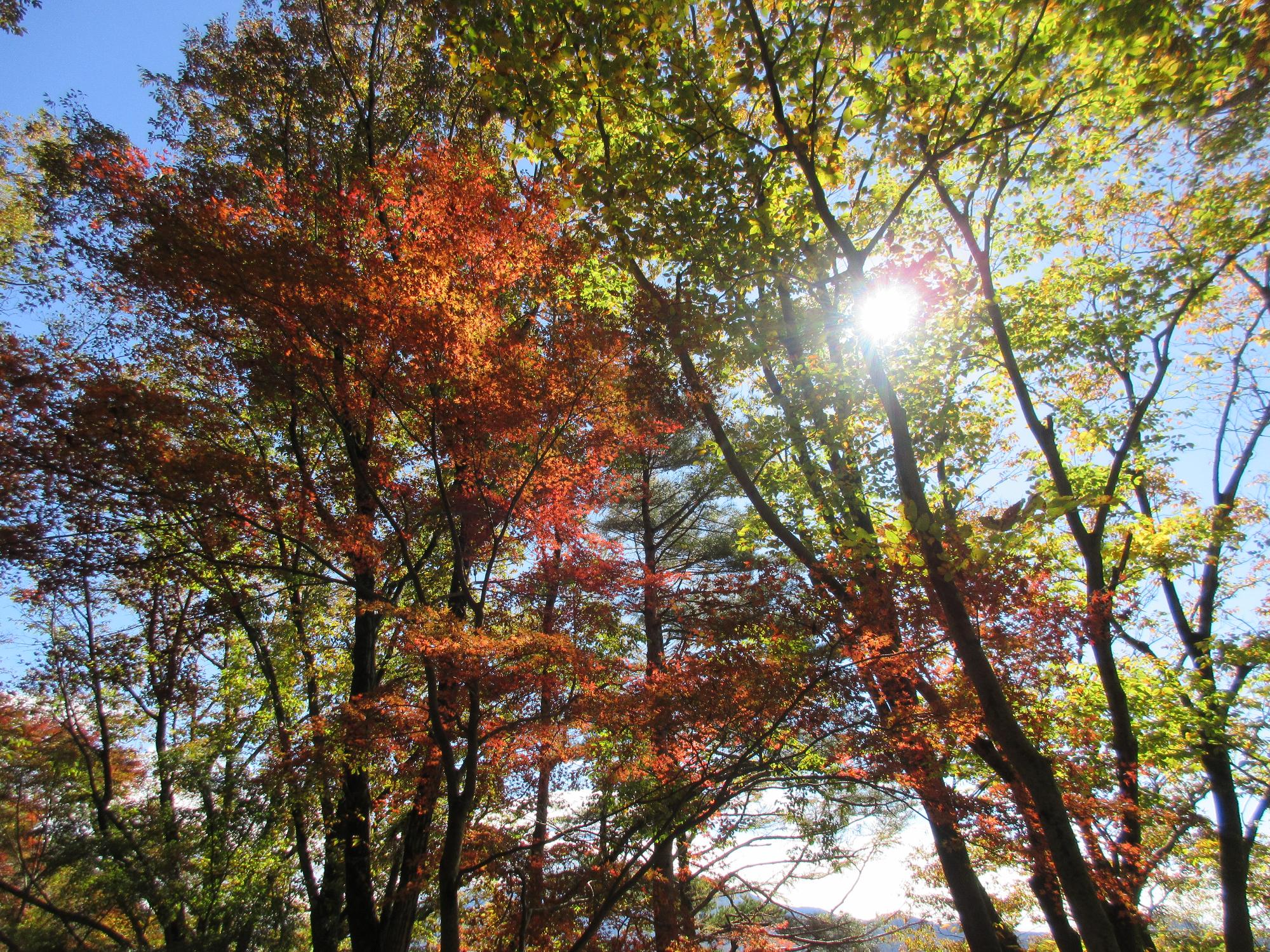 令和6年11月11日 紅葉台