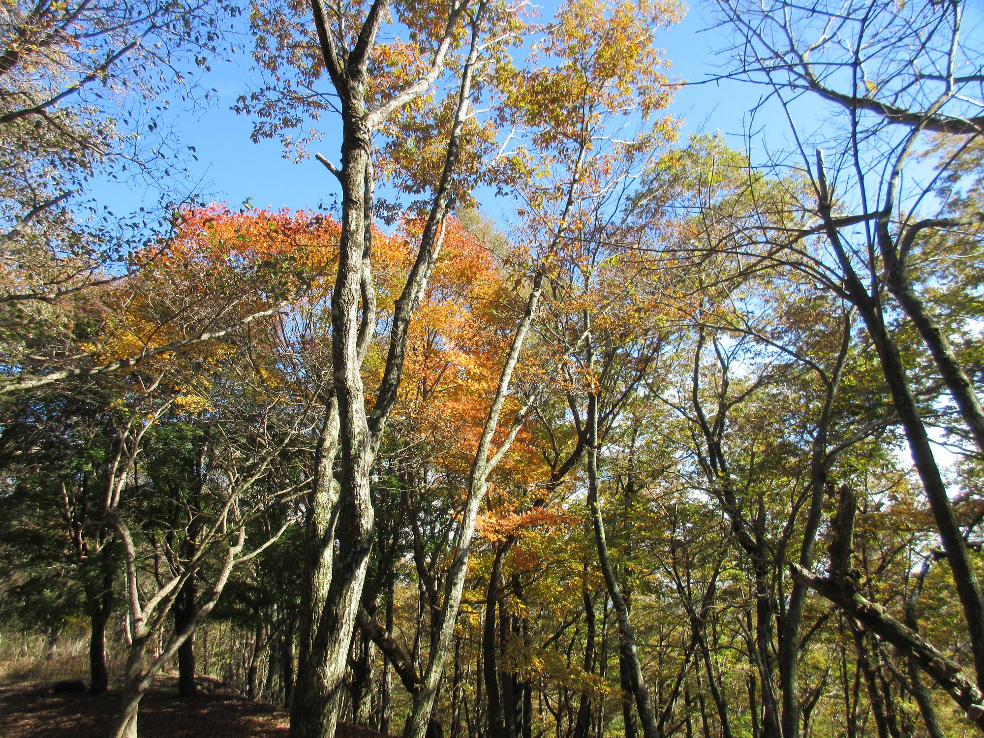 令和6年11月11日 紅葉台