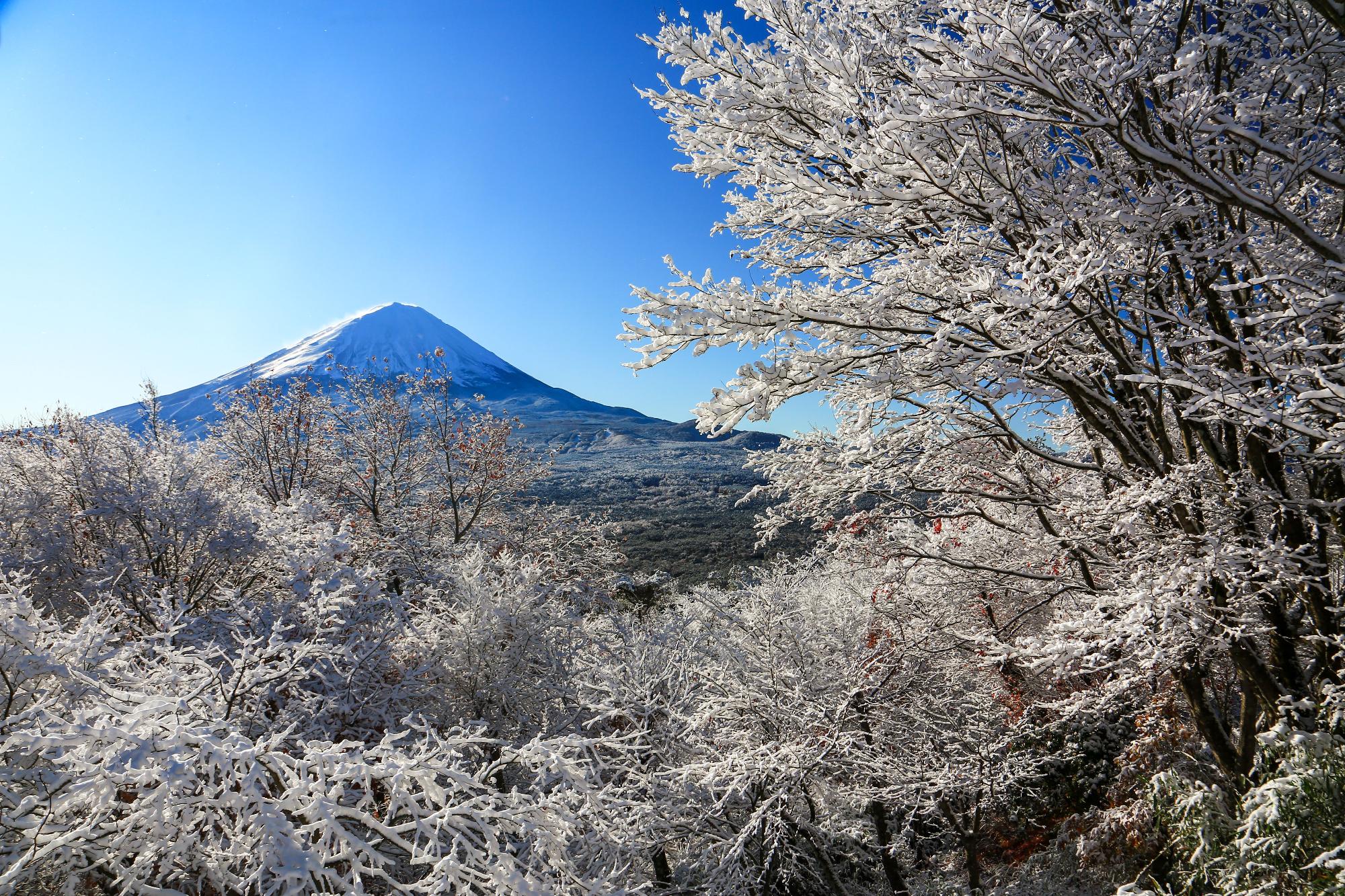 樹氷と富士山