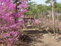 鮮やかな濃いピンクの花が咲いている自然探索路の写真