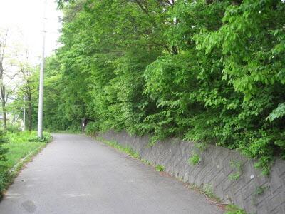 道路上に樹木が張り出している様子の写真